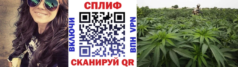 KRAKEN   Коркино  Каннабис семена 